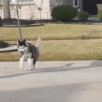 Xiao Cheng, a female Alaskan Malamute for sale in Richmond, TX – Photo 8 of 10