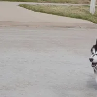 Xiao Cheng, a female Alaskan Malamute for sale in Richmond, TX – Photo 6 of 10