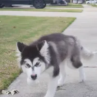 Xiao Cheng, a female Alaskan Malamute for sale in Richmond, TX – Photo 4 of 10