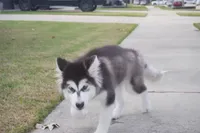 processed/d5ef2f01-700e-45fa-94e8-2add9b57308a/listing/6736ab89-3aaa-4db5-9644-39dc1e2874e9/a2e3f0a7-867c-4e9d-b277-7447abe2eb03