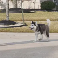 Xiao Cheng, a female Alaskan Malamute for sale in Richmond, TX – Photo 9 of 10