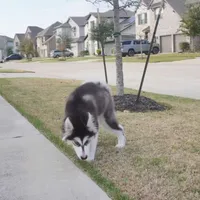 Xiao Cheng, a female Alaskan Malamute for sale in Richmond, TX – Photo 10 of 10