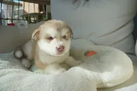 processed/d5ef2f01-700e-45fa-94e8-2add9b57308a/listing/7cee81ab-86be-48ef-b879-26bdbbd30935/5585d985-24e9-4fac-b8b2-f642327f1284