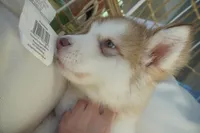 processed/d5ef2f01-700e-45fa-94e8-2add9b57308a/listing/7cee81ab-86be-48ef-b879-26bdbbd30935/b630abc2-c116-407e-88af-5f04623e38cb