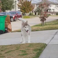Xiao Lv, a female Alaskan Malamute for sale in Richmond, TX – Photo 9 of 10
