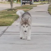 Xiao Lv, a female Alaskan Malamute for sale in Richmond, TX – Photo 6 of 10