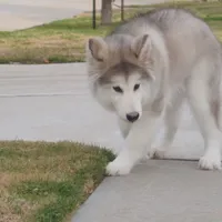 Xiao Lv, a female Alaskan Malamute for sale in Richmond, TX – Photo 2 of 10
