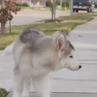 Xiao Lv, a female Alaskan Malamute for sale in Richmond, TX – Photo 3 of 10