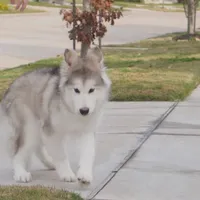 Xiao Lv, a female Alaskan Malamute for sale in Richmond, TX – Photo 5 of 10