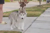 processed/d5ef2f01-700e-45fa-94e8-2add9b57308a/listing/bff5a38d-11d6-4d22-8497-90653fa8b8a8/96c6a08f-a50b-47e8-9fe5-abc6ed10dd09