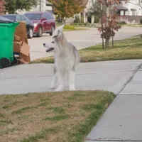 Xiao Lv, a female Alaskan Malamute for sale in Richmond, TX – Photo 7 of 10