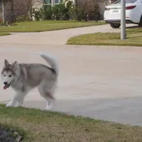 Xiao Lv, a female Alaskan Malamute for sale in Richmond, TX – Photo 8 of 10