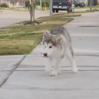 Xiao Lv, a female Alaskan Malamute for sale in Richmond, TX – Photo 1 of 10