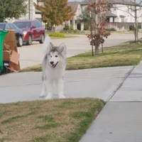 Xiao Lv, a female Alaskan Malamute for sale in Richmond, TX – Photo 10 of 10
