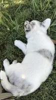 Fiona, a female Australian Cattle Dog and Pembroke Welsh Corgi for sale in Chattanooga, TN – 8 of 10