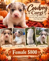 Fiona, a female Australian Cattle Dog and Pembroke Welsh Corgi for sale in Chattanooga, TN – 2 of 10