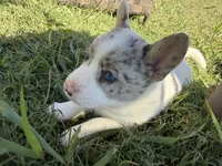 Fiona, a female Australian Cattle Dog and Pembroke Welsh Corgi for sale in Chattanooga, TN – 3 of 10