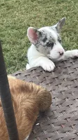 Fiona, a female Australian Cattle Dog and Pembroke Welsh Corgi for sale in Chattanooga, TN – 7 of 10