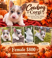 Fiona, a female Australian Cattle Dog and Pembroke Welsh Corgi for sale in Chattanooga, TN – 1 of 10