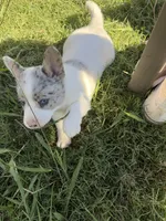 Fiona, a female Australian Cattle Dog and Pembroke Welsh Corgi for sale in Chattanooga, TN – 10 of 10