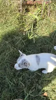 Fiona, a female Australian Cattle Dog and Pembroke Welsh Corgi for sale in Chattanooga, TN – 5 of 10