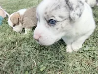 Fiona, a female Australian Cattle Dog and Pembroke Welsh Corgi for sale in Chattanooga, TN – 4 of 10