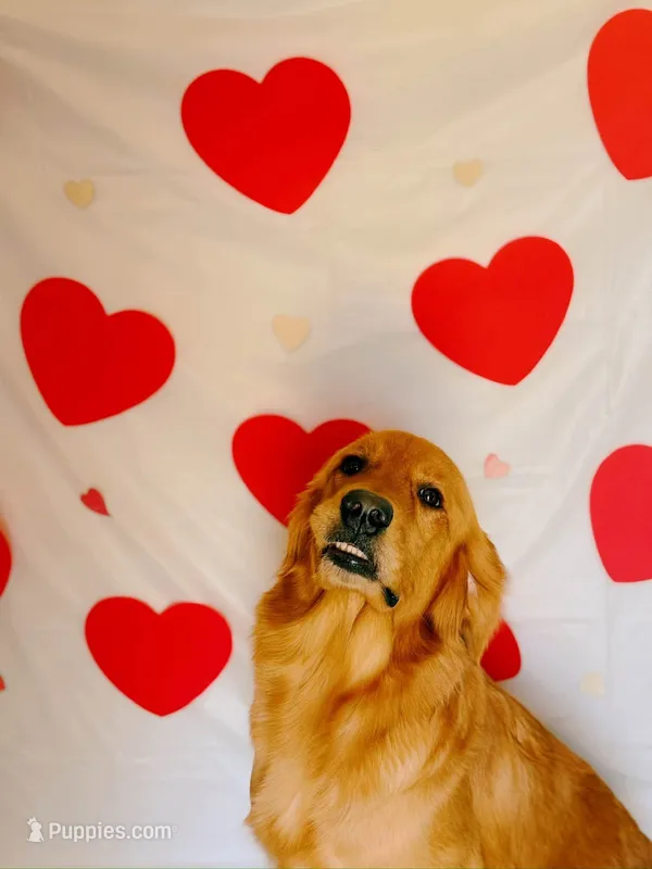 Sunny – Golden Retriever puppy for sale in Spring Hill, FL