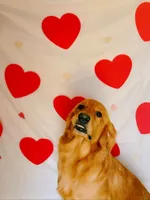Sunny, a female Golden Retriever for sale in Spring Hill, FL – 1 of 3