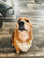 Sunny, a female Golden Retriever for sale in Spring Hill, FL – 3 of 3