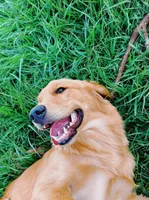 Sunny, a female Golden Retriever for sale in Spring Hill, FL – 2 of 3
