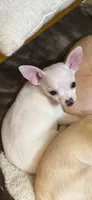Pika, a female Chihuahua for sale in Vicksburg, MI – Photo 7 of 7