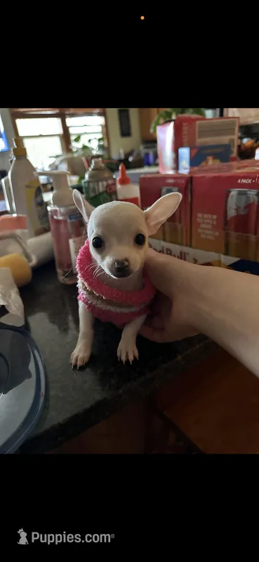 Pika, a female Chihuahua for sale in Vicksburg, MI – Photo 1 of 6