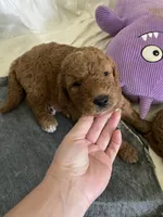 Ollie, a male Miniature Goldendoodle for sale in Fayetteville, TN – 1 of 2
