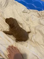 Gus, a male Miniature Goldendoodle for sale in Fayetteville, TN – 2 of 2