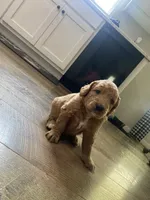 Teddy, a male Miniature Goldendoodle for sale in Fayetteville, TN – 2 of 2