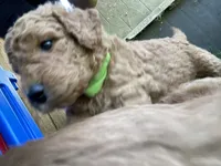 Gus, a male Miniature Goldendoodle for sale in Fayetteville, TN – 2 of 2