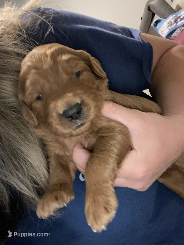 Baileys puppys – Goldendoodle puppy for sale in Fayetteville, TN