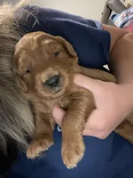 Baileys puppys, a male Goldendoodle for sale in Fayetteville, TN – 1 of 1