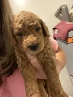 Gus, a male Miniature Goldendoodle for sale in Fayetteville, TN – 1 of 2