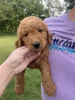 Ollie, a male Goldendoodle for sale in Fayetteville, TN – 2 of 2