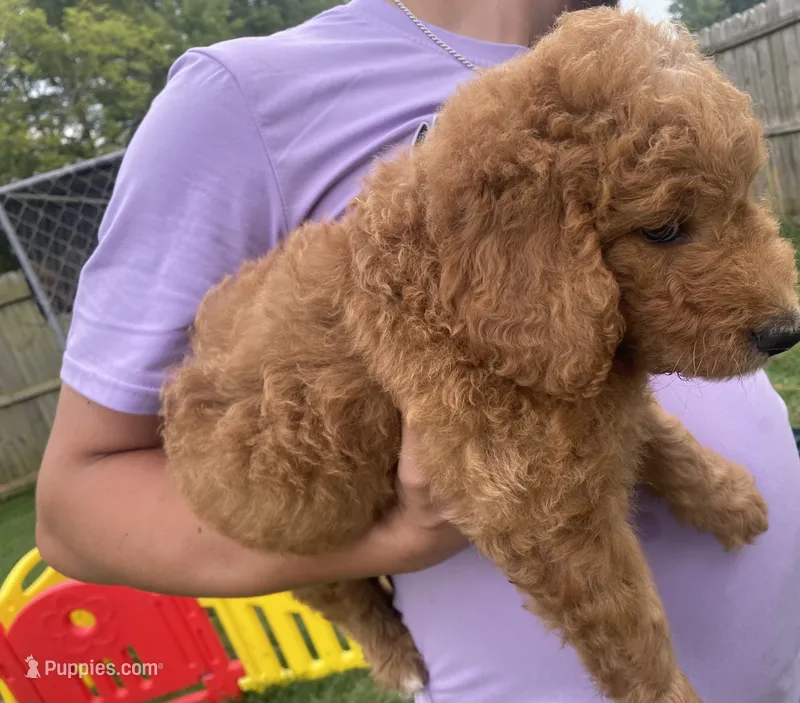 Ollie – Goldendoodle puppy for sale in Fayetteville, TN