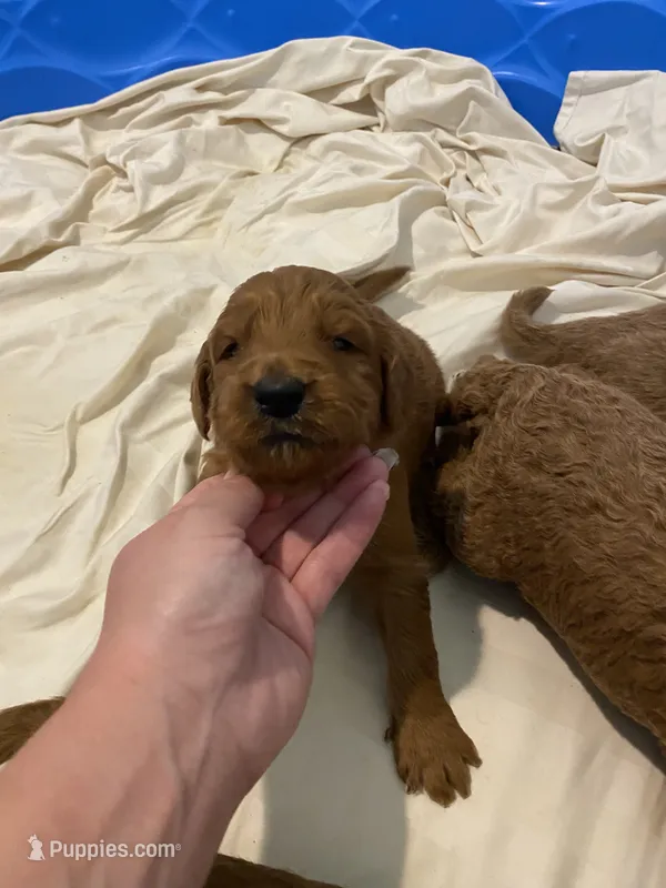 Milo  – Miniature Goldendoodle puppy for sale in Fayetteville, TN
