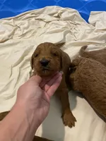 Milo , a male Miniature Goldendoodle for sale in Fayetteville, TN – 1 of 1