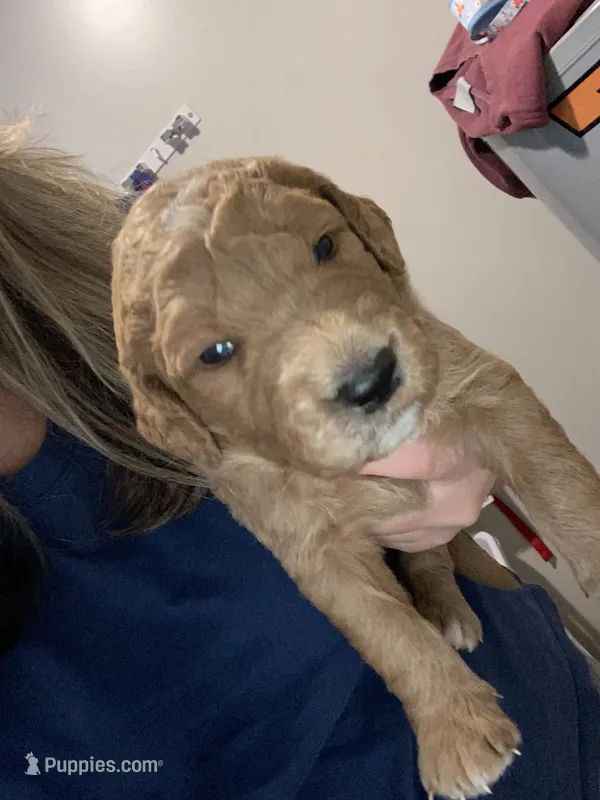 Baileys puppys – Goldendoodle puppy for sale in Fayetteville, TN