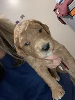 Baileys puppys, a male Goldendoodle for sale in Fayetteville, TN – 1 of 1