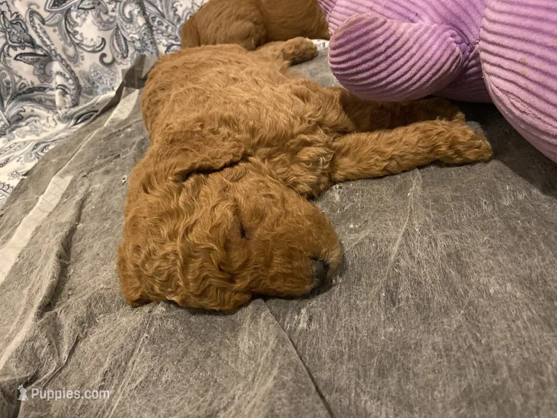 Gus – Miniature Goldendoodle puppy for sale in Fayetteville, TN