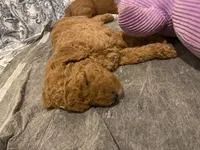 Gus, a male Miniature Goldendoodle for sale in Fayetteville, TN – 2 of 2