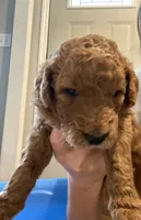 Ollie, a male Miniature Goldendoodle for sale in Fayetteville, TN – 2 of 2