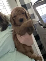 Gus, a male Goldendoodle for sale in Fayetteville, TN – 2 of 2