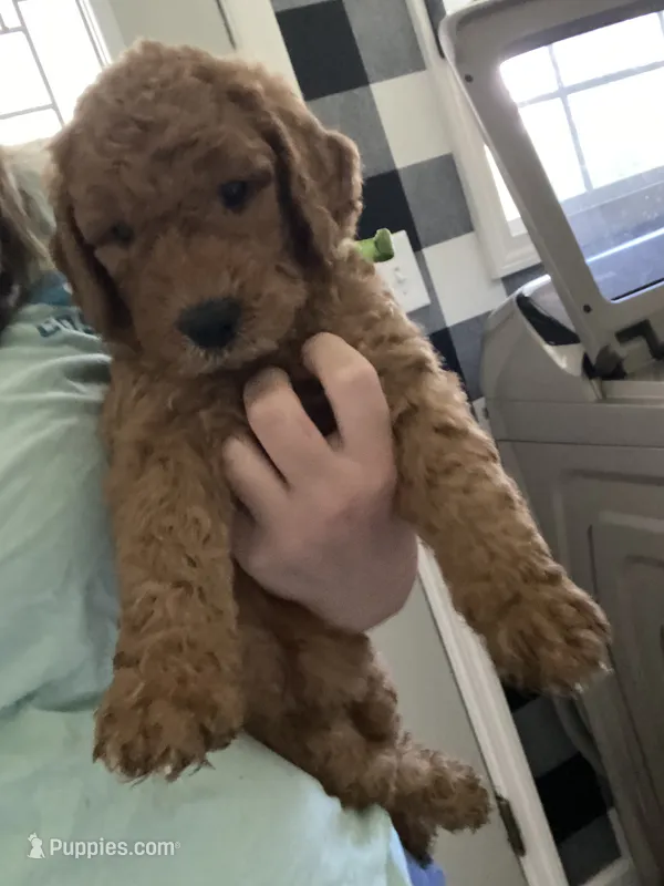 Gus – Goldendoodle puppy for sale in Fayetteville, TN